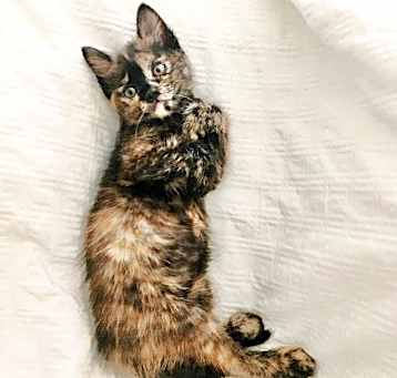 Photo of CALI