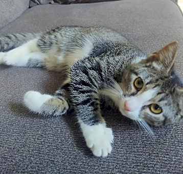 Photo of Percy