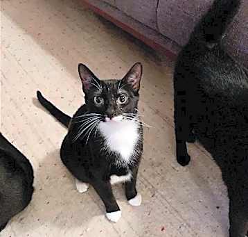 Photo of JANICE & MARCEL (BONDED PAIR)