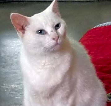 Photo of Sophie (Sponsored; Special Needs)