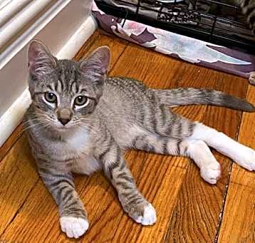 Photo of PETER PARKER-Cuddle Bug