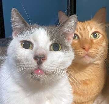 Photo of Harley & Barney
