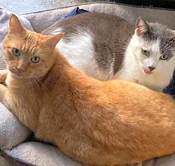Photo of Barney & Harley
