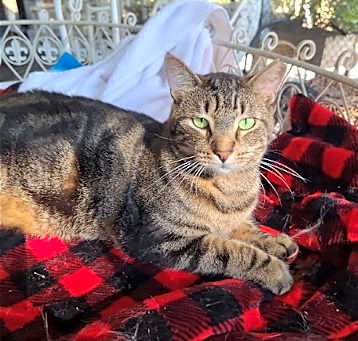 Photo of Marbles