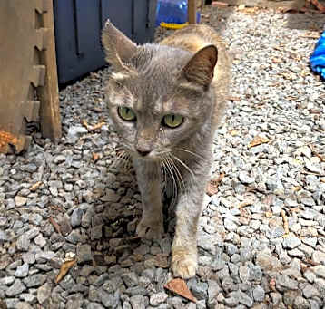 Photo of Whisper