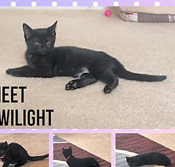 Photo of TWILIGHT
