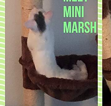 Photo of MARSHALL AKA MINI MARSH