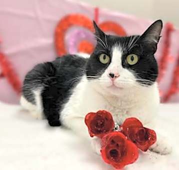 Photo of Billy The Cat