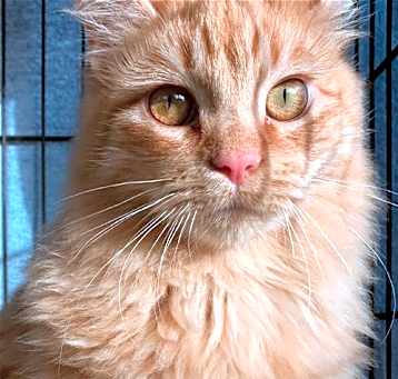 Photo of Archie