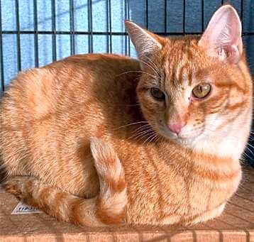 Photo of Rufus