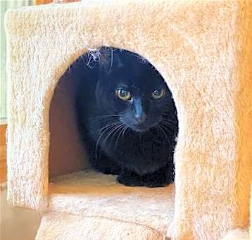 Photo of Saya