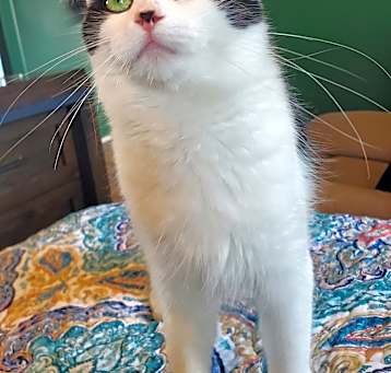 Photo of Penny