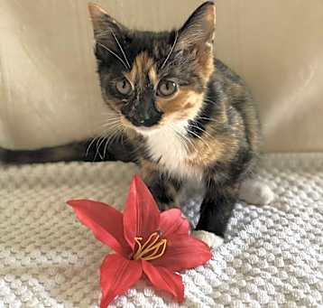 Photo of Pebbles