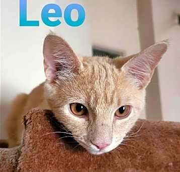 Photo of Leo