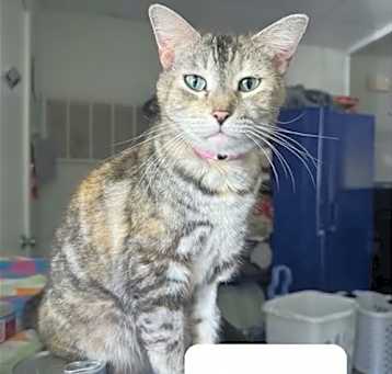 Photo of Pats