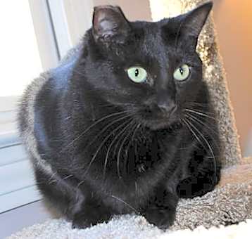 Photo of Cole(Coal)