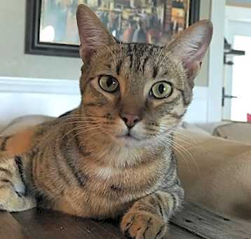 Photo of Cooper