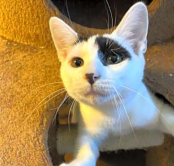 Photo of Oreo