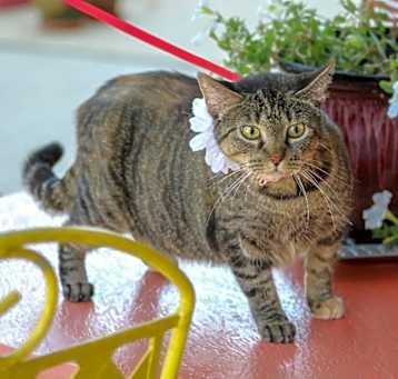 Photo of Duchess