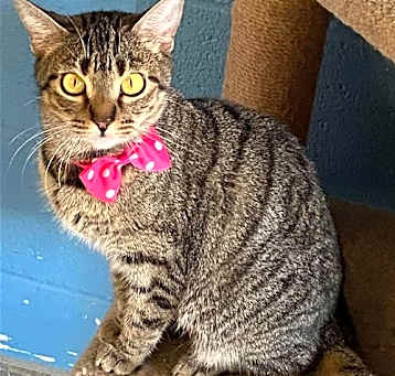 Photo of Miss Kitty