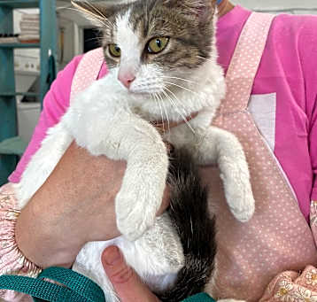 Photo of BELLA THE HUGGABLE 4 mo KITTEN