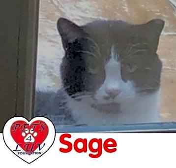 Photo of Sage
