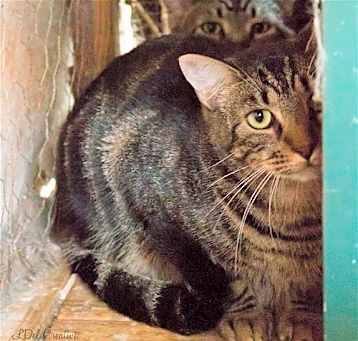 Photo of Mr. Kitty