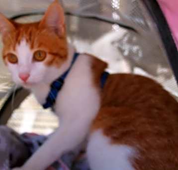 Photo of Marmalade (SPECIAL NEEDS  Manx)