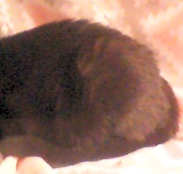 Photo of Elvira  (Ella)