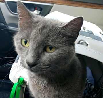 Photo of Skye