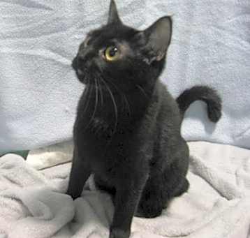 Photo of Poe
