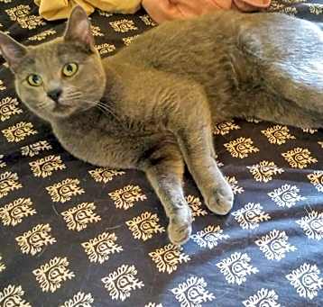 Photo of Blue