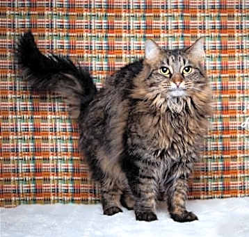 Photo of Miss Molly