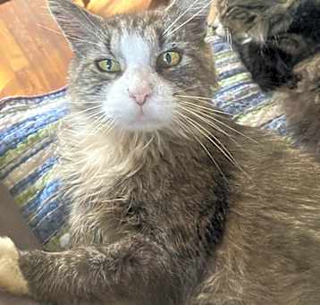 Photo of Teddy (Theodore)