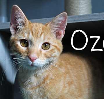 Photo of Ozai