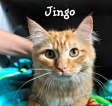 Photo of Jingo
