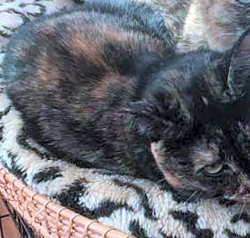 Photo of Dottie