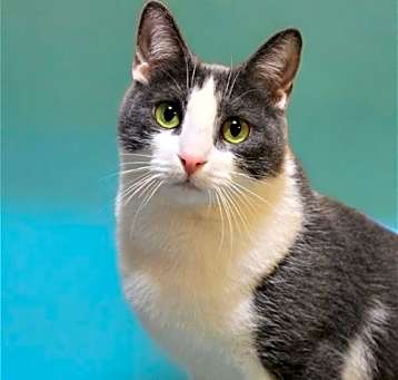 Photo of Frankie