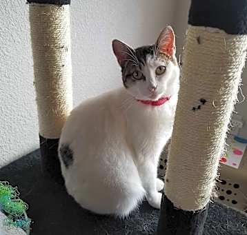 Photo of Astra