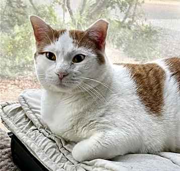 Photo of Creamsicle