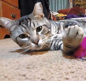 Photo of Oscar