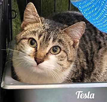 Photo of Tesla