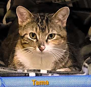 Photo of Tama