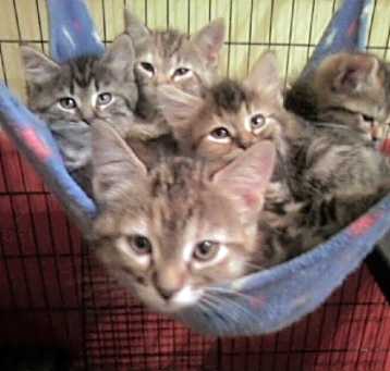 Photo of Foster Homes Needed  (Kittens Pictured R Adopted)