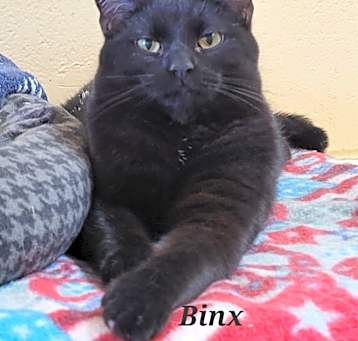 Photo of Binx