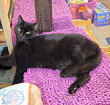 Photo of Romeo Blue aka Jinx