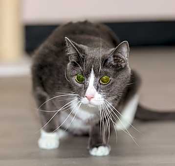 Photo of Cookie