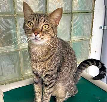 Photo of Mama Kitty