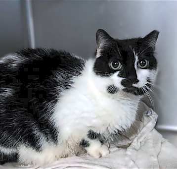 Photo of Little Peep- (Barn Cat)