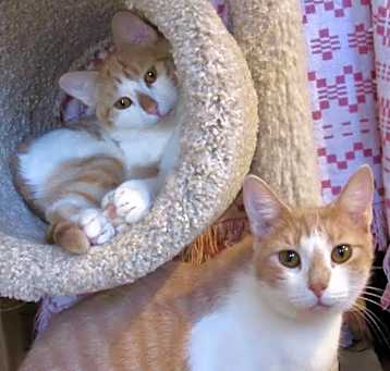 Photo of Mango & Apricot
